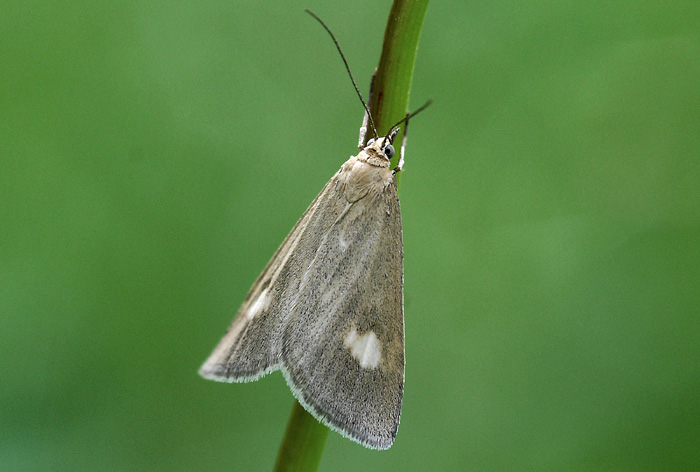 Crambidae 1 - Udea alpinalis